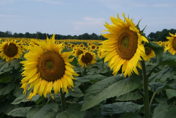 Creation of Sunflower transform: Step 3